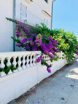 Vrt u objektu Apartments Eni