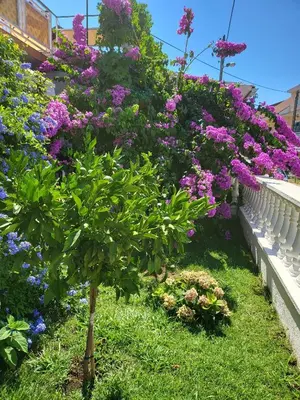 Vrt u objektu Apartments with parking space Vodice - 21305