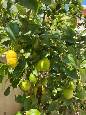 Tlocrt objekta Apartman Mara Vodice
