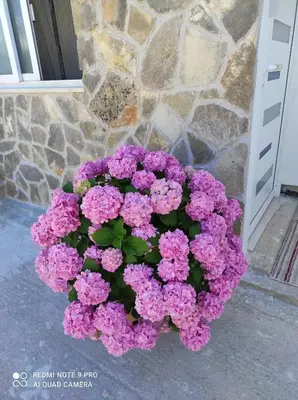 Tlocrt objekta Apartman Lucia