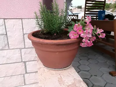 Vrt u objektu Apartments Villa Šibenik