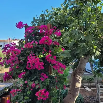 Harizma