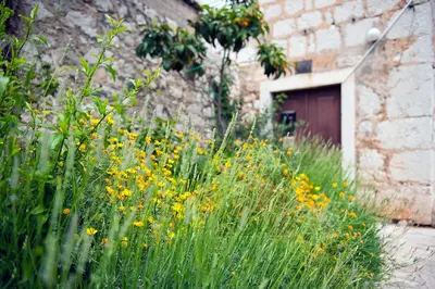 Vrt u objektu Dalmatian Garden - FREE parking - city centre