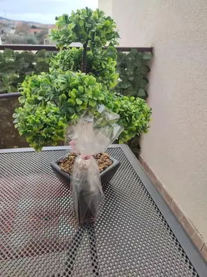 Tlocrt objekta Apartman Sara