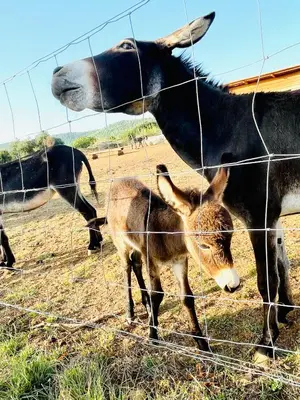 Životinje u apartmanu ili u blizini
