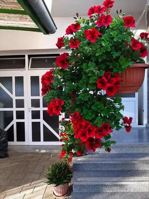 Vrt u objektu Apartments Jopa