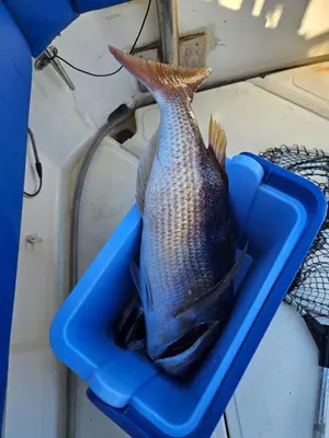 Životinje u smještaju na brodu ili u blizini