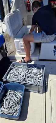 Gosti u objektu Fishing Chatrer -Big game-izleti brodom