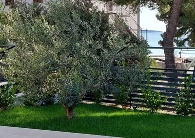 Vrt u objektu Apartman Wendy