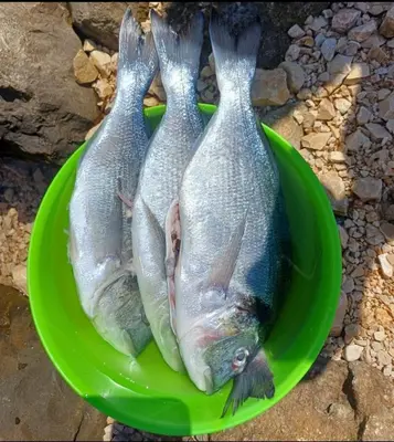 Životinje u vikendici ili u blizini