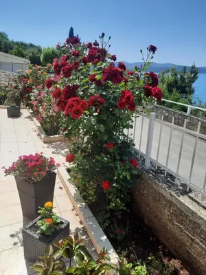 Vrt u objektu Apartments by the sea Brodarica, Sibenik - 921