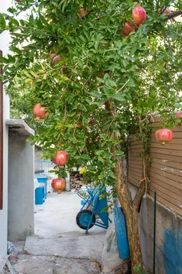 Tlocrt objekta Apartment Rogoznica 7558a