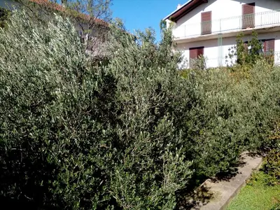 Vrt u objektu Holiday Home Oliva