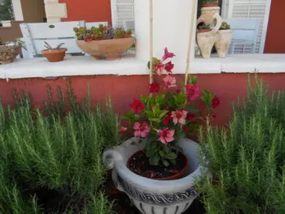 Vrt u objektu Apartments Dea & Paula - Two Bedroom Apartment with Terrace