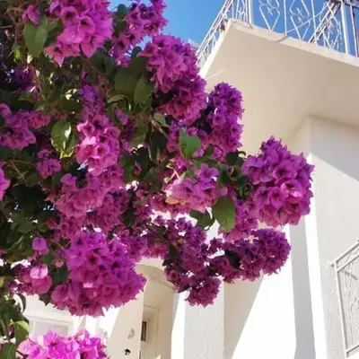 Apartman Mare