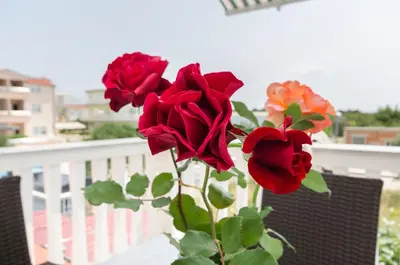 Balkon ili terasa u objektu Apartments Pejo