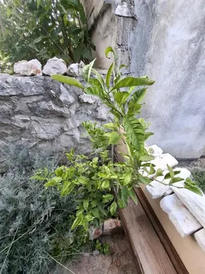 Vrt u objektu Summer Home Tisno