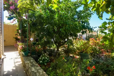 Vrt u objektu Apartments by the sea Zaboric - Sibenik - 958