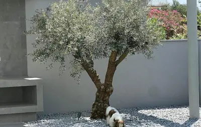 Tlocrt objekta Pet Friendly Home In Sibenik