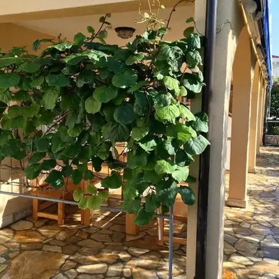 Puncet Apartments - 2BR with big terrace and BBQ