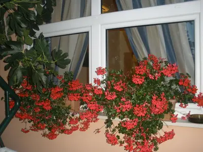 Vrt u objektu Apartment Gogi