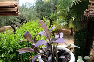 Vrt u objektu Apartment Vodice 928a