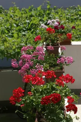 Vrt u objektu Apartments with parking space Vodice - 4192