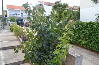 Vrt u objektu Apartmani Antonio 1