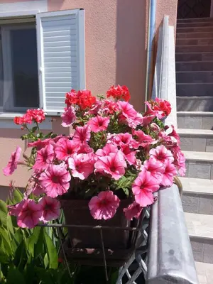 Vrt u objektu Apartmani Villa Lilliana