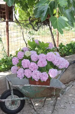 Vrt u objektu Apartment Floral