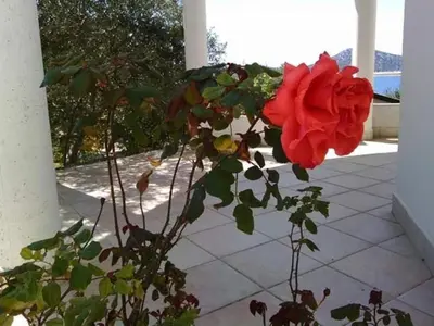Vrt u objektu Apartments kod Ilje i Seke