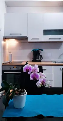 Kuhinja ili čajna kuhinja u objektu Radenka Zafron Apartment