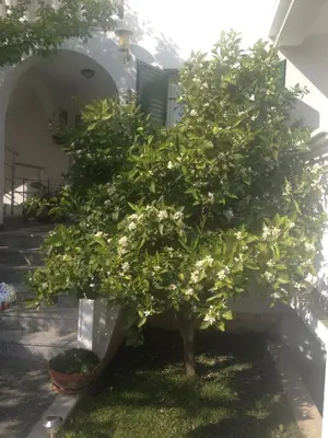 Vrt u objektu Apartmani Vukičević