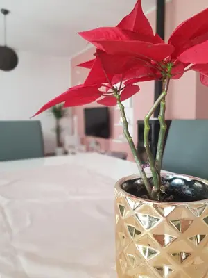 TV i/ili zabavni centar u objektu Apartmani Milutin