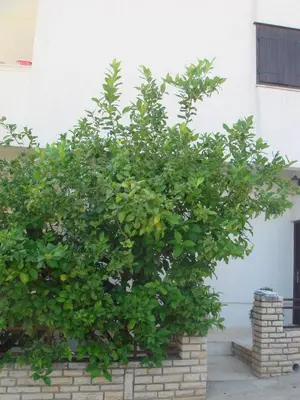 Tlocrt objekta Apartments Edita