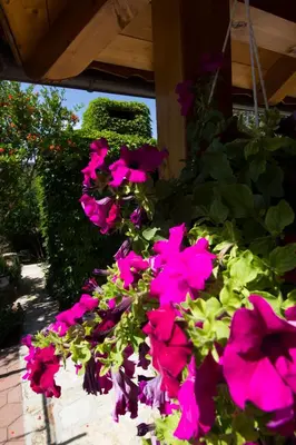 Vrt u objektu Apartmani Vesna