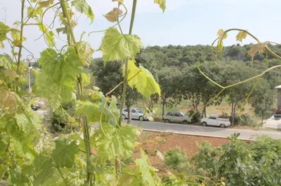 Vrt u objektu Apartments Slavica