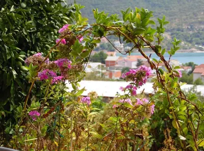 Priroda u blizini apartmana