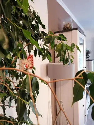 Tlocrt objekta Apartman Luna