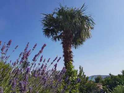 Priroda u blizini apartmana