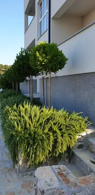 Vrt u objektu Sea View Apartments Zaboric