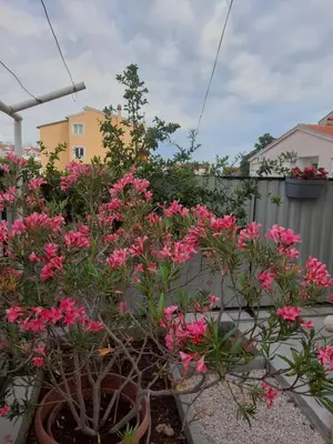 Vrt u objektu Kuća za odmor Emanuela