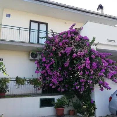 Apartmani Danica