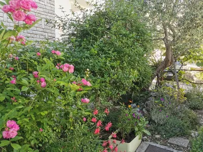 Vrt u objektu Lavender Rose Apartments