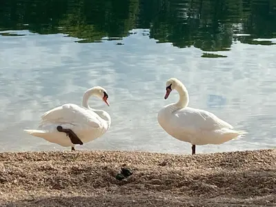 Životinje u apartmanu ili u blizini