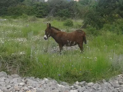 Životinje u apartmanu ili u blizini