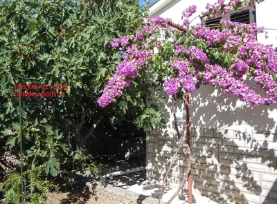 Vrt u objektu Holiday House Mia