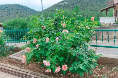 Pogled na planine ili pogled na planine iz apartmana