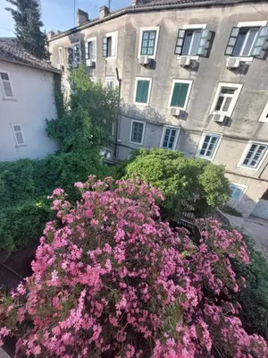 Vrt u objektu APP Old Garden House