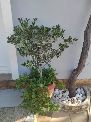 Vrt u objektu Apartman Grlić family suite Vodice Croatia